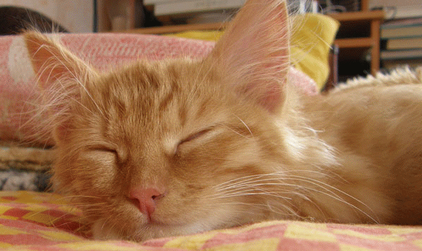 Як правильно трактувати сон про рудого кота — 30 значень Як правильно трактувати сон про рудого кота — 30 значень