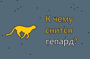 Як трактувати сон про гепарда — значення по сонникам 43