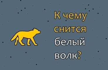 До чого сниться білий вовк — 40 значень сну
