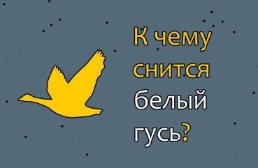 Як розшифрувати сон про білого гуся — 42 значення