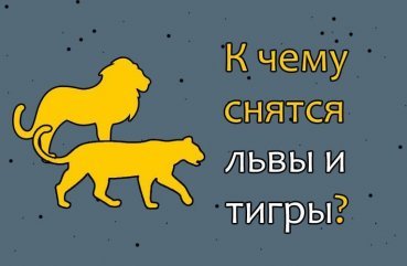 Що означає сон про левів і тигрів   40 докладних значень