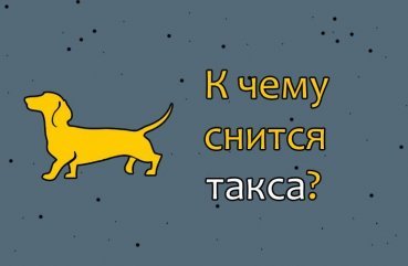 Як інтерпретувати сон про таксу   10 докладних значень